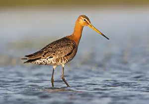 Images Dated 19th April 2014: Grutto, Black-tailed Godwit, Limosa limosa