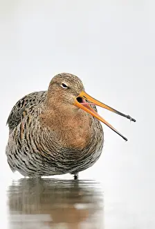 Black Tailed Prints: Grutto, Black-tailed Godwit, Limosa limosa
