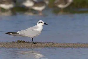 Gull Billed Prints: Gull-billed Tern