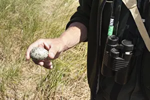 Verrekijker Prints: Gull egg