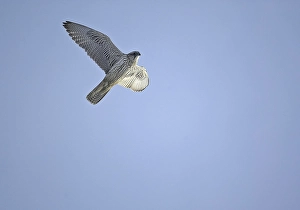2003 Prints: Gyr Falcon, Giervalk, Falco rusticolus