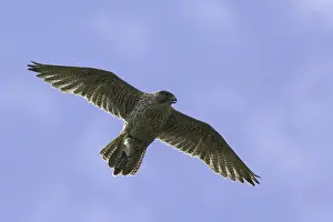 Images Dated 27th June 2007: Gyrfalcon, Falco rusticolus