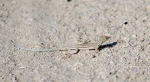 2023 Prints: Hadramaut sand lizard, Mesalina adramitana