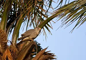 Hagedisbuizerd, Lizard Buzzard, Kaupifalco monogrammicus