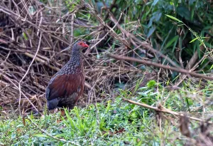 Images Dated 6th June 2014: Handsome Spurfowl, Pternistis nobilis