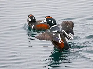 2015 Prints: Harlekijneend, Harlequin Duck, Histrionicus histrionicus