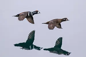 2015 Prints: Harlekijneend, Harlequin Duck, Histrionicus histrionicus