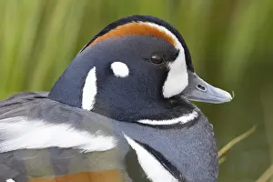 2022 Prints: Harlequin Duck, Histrionicus histrionicus