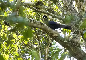 : Hartlaub's Turaco, Tauraco hartlaubi