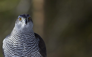 2003 Prints: Havik, Northern Goshawk, Accipiter gentilis