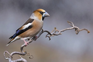 Images Dated 23rd February 2018: Hawfinch, Coccothraustes coccothraustes
