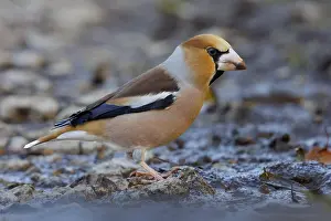 2023 Prints: Hawfinch, Coccothraustes coccothraustes