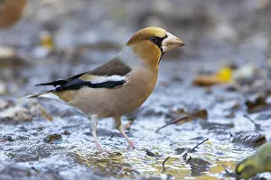 2023 Prints: Hawfinch, Coccothraustes coccothraustes