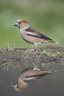 Images Dated 13th April 2018: Hawfinch male reflection at pond; Coccothraustes coccothraustes; Alain Ghignone