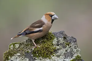 Images Dated 13th April 2018: Hawfinch on musky rock; Coccothraustes coccothraustes; Alain Ghignone