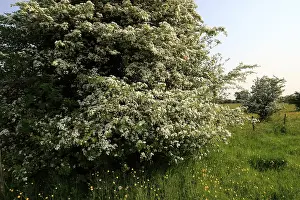 Hawthorn; Crataegus