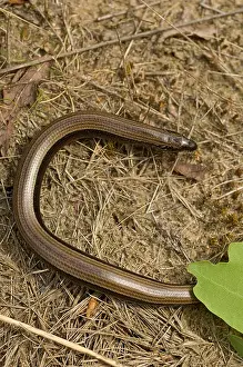 Fragilis Prints: Hazelworm