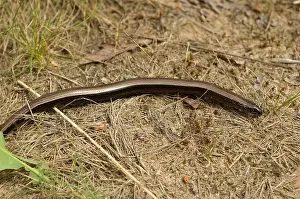 Fragilis Prints: Hazelworm