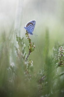 Images Dated 17th July 2021: Heideblauwtje, Silver-studded Blue, Plebejus aragus