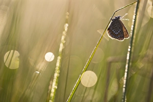 Images Dated 17th July 2021: Heideblauwtje, Silver-studded Blue, Plebejus aragus