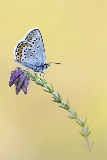 Images Dated 24th June 2023: Heideblauwtje, Silver-studded Blue, Plebejus aragus