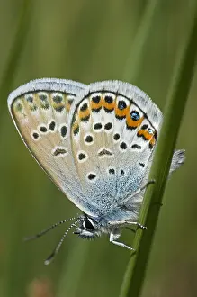 Images Dated 22nd June 2005: Heideblauwtje, Silver-studded Blue, Plebejus argus