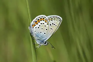 Images Dated 22nd June 2005: Heideblauwtje, Silver-studded Blue, Plebejus argus
