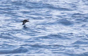 Images Dated 19th April 2014: Heinroth's shearwater (Puffinus heinrothi)
