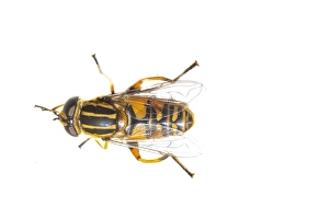 Eristalini Prints: Helophilus pendulus