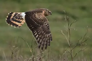 2021 Prints: Hen Harrier, Circus cyaneus