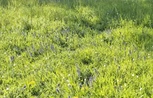 Images Dated 23rd April 2018: Herbaceous field, Bulgaria