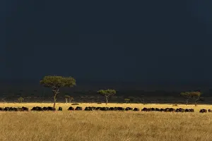 Wildebeest Prints: A herd of migrating wildebeests