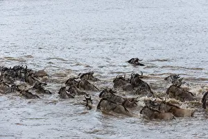 Wildebeest Prints: A herd of migrating wildebeests