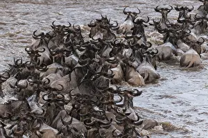 Wildebeest Prints: A herd of migrating wildebeests