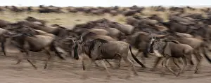 Wildebeest Prints: A herd of migrating wildebeests