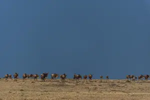 Images Dated 17th September 2013: A herd of migrating wildebeests