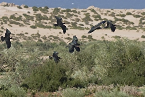 May Prints: Heremietibis, Northern Bald Ibis, Geronticus eremita