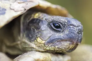 Corse Prints: Hermann's Tortoise, Testudo hermanni