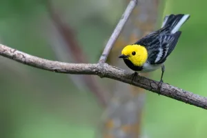 Images Dated 3rd June 2020: Hermit Warbler, Setophaga occidentalis