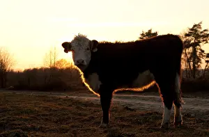 Grazers Prints: Herreforder rund, Herreford cow