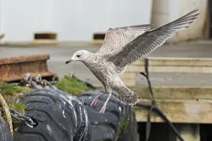 Images Dated 26th May 2016: Herring Gull