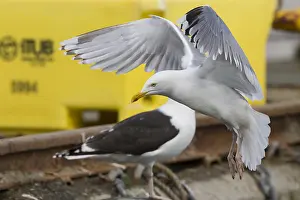 Images Dated 26th May 2016: Herring Gull