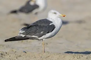Heuglins Gull Prints: Heuglin's Gull, Larus heuglini