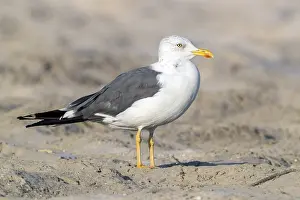Heuglins Gull Prints: Heuglin's Gull, Larus heuglini