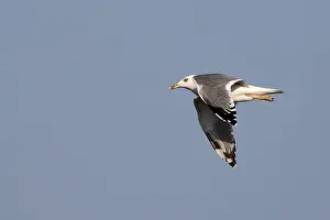 2023 Prints: Heuglin's Gull; Larus heuglinii