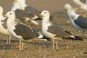 Heuglins Gull Prints: Heuglins Meeuw, Heuglin's Gull, Larus heuglini