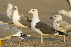 Heuglins Gull Prints: Heuglins Meeuw, Heuglin's Gull, Larus heuglini