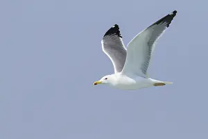 2013 Prints: Heuglins Meeuw, Heuglin's Gull, Larus heuglini