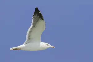 2013 Prints: Heuglins Meeuw, Heuglin's Gull, Larus heuglini