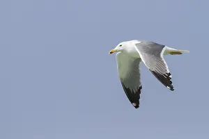 2013 Prints: Heuglins Meeuw, Heuglin's Gull, Larus heuglini
